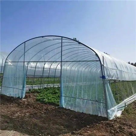 雞東橢圓管大棚